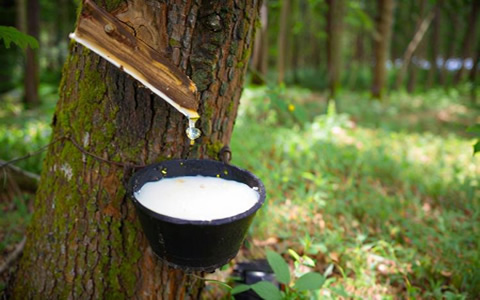 泰國尋求與中國協商橡膠進口零關稅